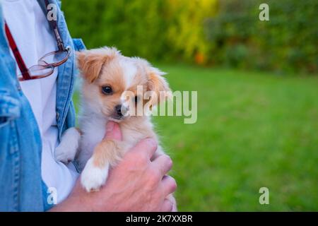 Kleine niedliche Chihuahua Welpen spielen im Freien bei Sonnenuntergang. Stockfoto