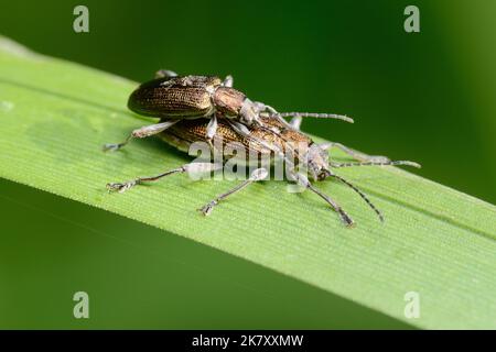 Leuchtend glänzende Schilfkäfer (Donacia) Männchen und Weibchen auf einem Blatt Stockfoto