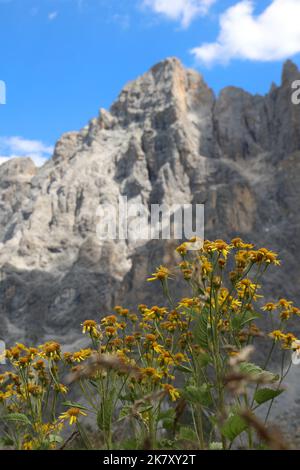 Gelbe Blüten von Arnica Montana und den Bergen der Dolomiten im Sommer Stockfoto