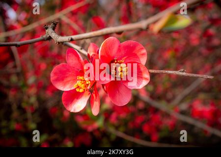 Nahaufnahme einer roten japanischen Quitten-Blume mit verschwommenem Hintergrund, aufgenommen im Frühjahr Stockfoto