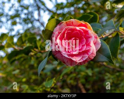 Nahaufnahme einer rosa Kamillenblume mit verschwommenem Hintergrund, aufgenommen im Frühjahr Stockfoto