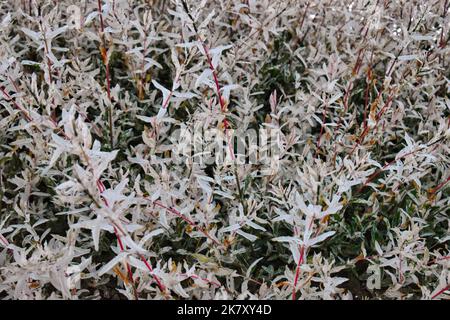 Weiße Blumen blühen im Frühling Stockfoto