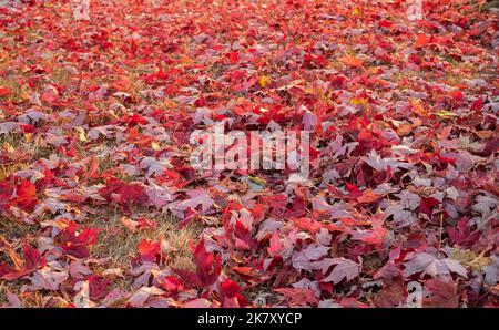 Stillleben von Ahornblättern im Herbst. Warme Herbstfarben. Roter Herbstahorn verlässt den Park. Bunte Herbst Ahornblätter für Hintergrund. Niemand, st Stockfoto