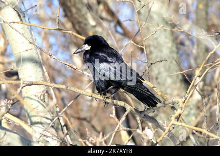 An Halloween sitzt ein schwarzer Rabe im Herbstwald. Schwarzer Vogel auf einem Ast Rabe, Corbie Stockfoto