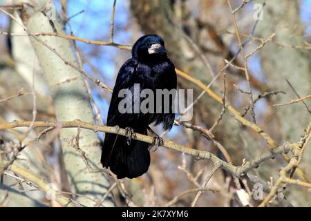 An Halloween sitzt ein schwarzer Rabe im Herbstwald. Schwarzer Vogel auf einem Ast Rabe, Corbie Stockfoto