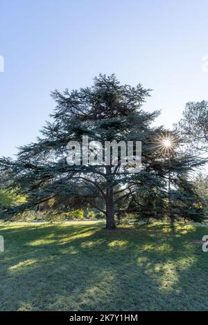 Libanesische Zeder in der Natur. Sonnenstrahl überquert den meisterhaften Baum Stockfoto