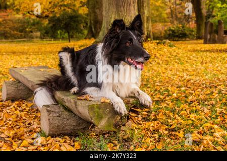 Collie Rasse Hund auf einer Bank im Herbst bunten Park Stockfoto