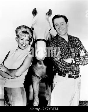 Connie Hines, Mister Ed & Alan Young Television: Mister Ed (TV-Serie) Charaktere: Carol Post, Er selbst. (145 Folgen, 1958-1966), Wilbur Post USA 1958-1966, 05. Januar 1961 **WARNUNG** Dieses Foto ist nur für redaktionelle Verwendung bestimmt und unterliegt dem Copyright von CBS und/oder dem von der Film- oder Produktionsfirma beauftragten Fotografen und kann nur durch Publikationen im Zusammenhang mit der Bewerbung des oben genannten Films reproduziert werden. Eine obligatorische Gutschrift an CBS ist erforderlich. Der Fotograf sollte auch bei Bekanntwerden des Fotos gutgeschrieben werden. Ohne schriftliche Genehmigung von t kann keine kommerzielle Nutzung gewährt werden Stockfoto