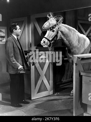 Alan Young & Mister Ed Television: Mister Ed (TV-Serie) Charaktere: Wilbur Post, selbst (145 Folgen, 1958-1966) USA 1958-1966, 05. Januar 1961 **WARNUNG** Dieses Foto ist nur für redaktionelle Verwendung bestimmt und unterliegt dem Copyright von CBS und/oder dem von der Film- oder Produktionsfirma beauftragten Fotografen und kann nur durch Publikationen im Zusammenhang mit der Bewerbung des oben genannten Films reproduziert werden. Eine obligatorische Gutschrift an CBS ist erforderlich. Der Fotograf sollte auch bei Bekanntwerden des Fotos gutgeschrieben werden. Ohne schriftliche Genehmigung der Film Company kann keine kommerzielle Nutzung gewährt werden. Stockfoto