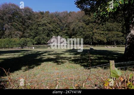 Blick über Felder mit Schafen, St Fagans Museum of History, Cardiff. Abernodwydd Fachwerkhaus mit Strohdach. Herbst 2022. Oktober. Stockfoto