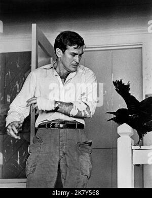 Rod Taylor & Bird Film: The Birds (USA 1963) Charaktere: Mitch Brenner & Regie: Alfred Hitchcock 28 March 1963 **WARNUNG** Dieses Foto ist nur für den redaktionellen Gebrauch bestimmt und unterliegt dem Copyright von UNIVERSAL und/oder dem Fotografen, der von der Film- oder Produktionsfirma beauftragt wurde und darf nur durch Publikationen im Zusammenhang mit der Bewerbung des oben genannten Films reproduziert werden. Eine obligatorische Gutschrift an UNIVERSAL ist erforderlich. Der Fotograf sollte auch bei Bekanntwerden des Fotos gutgeschrieben werden. Ohne schriftliche Genehmigung der Film Company kann keine kommerzielle Nutzung gewährt werden. Stockfoto