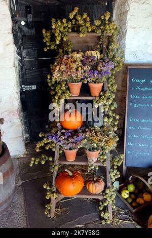 Ausstellung von Kürbissen und Erntefestspielen im St. Fagans Museum of History, Cardiff. Herbst 2022. Oktober. Stockfoto