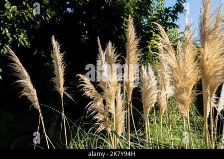 Nahaufnahme des Pampas Grases (Cortaderia selloana) bei Sonnenschein Stockfoto