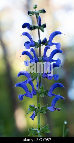 Detaillierte Nahaufnahme von Salvia patiniert den „Royal Blue“-Enziansalbei in der Sommerblüte Stockfoto