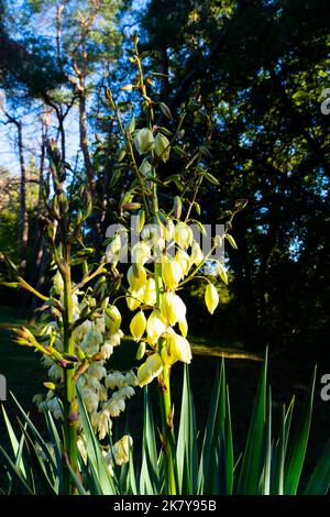 Nahaufnahme eines blühenden Twisted Yucca (Rock Yucca, Texas Yucca, Yucca Rupicola) mit gelben glockenförmigen Blüten Stockfoto