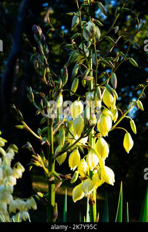 Nahaufnahme eines blühenden Twisted Yucca (Rock Yucca, Texas Yucca, Yucca Rupicola) mit gelben glockenförmigen Blüten Stockfoto