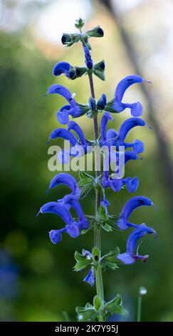 Detaillierte Nahaufnahme von Salvia patiniert den „Royal Blue“-Enziansalbei in der Sommerblüte Stockfoto