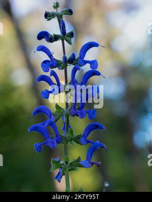 Detaillierte Nahaufnahme von Salvia patiniert den „Royal Blue“-Enziansalbei in der Sommerblüte Stockfoto