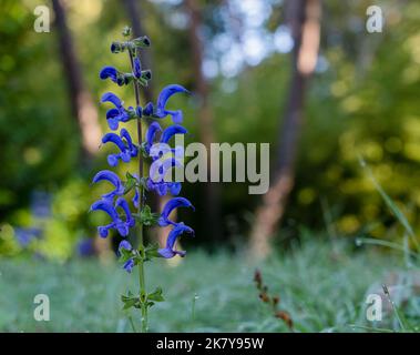 Detaillierte Nahaufnahme von Salvia patiniert den „Royal Blue“-Enziansalbei in der Sommerblüte Stockfoto