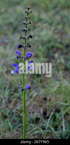 Detaillierte Nahaufnahme von Salvia patiniert den „Royal Blue“-Enziansalbei in der Sommerblüte Stockfoto