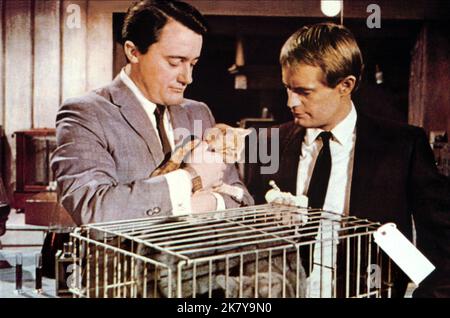 Robert Vaughn & David McCallum Film: Ein Spion zu viele; Mann aus U.N.C.L.E. (USA 1966) Charaktere: Napoleon Solo, Illya Kuryakin / Onkel, 'O.N.K.E.L', 'U.N.C.L.E.' Regie: Joseph Sargent 12 February 1966 **WARNUNG** Dieses Foto ist nur für redaktionelle Verwendung bestimmt und unterliegt dem Copyright von MGM und/oder dem Fotografen, der von der Film- oder Produktionsfirma beauftragt wurde, und kann nur durch Publikationen im Zusammenhang mit der Bewerbung des oben genannten Films reproduziert werden. Eine obligatorische Gutschrift an MGM ist erforderlich. Der Fotograf sollte auch bei Bekanntwerden des Fotos gutgeschrieben werden. Eine kommerzielle Nutzung kann ohne schriftlichen Autor nicht gewährt werden Stockfoto