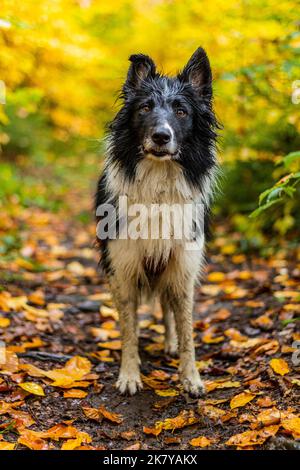 Collie Rasse Hund in einem Herbstwald Stockfoto