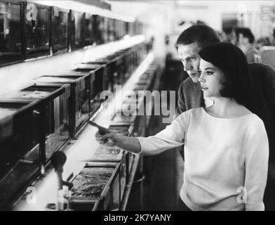 Steve McQueen & Natalie Wood Film: Love with the Proper Stranger (USA 1963) Charaktere: Rocky Papasano, Angie Rossini Regie: Robert Mulligan 25 December 1963 **WARNUNG** Dieses Foto ist nur für den redaktionellen Gebrauch bestimmt und unterliegt dem Copyright von PARAMOUNT PICTURES und/oder des Fotografen, der von der Film- oder Produktionsfirma beauftragt wurde und darf nur von Publikationen im Zusammenhang mit der Bewerbung des oben genannten Films reproduziert werden. Eine obligatorische Gutschrift für PARAMOUNT-BILDER ist erforderlich. Der Fotograf sollte auch bei Bekanntwerden des Fotos gutgeschrieben werden. Ohne schriftliche Genehmigung des F kann keine kommerzielle Nutzung gewährt werden Stockfoto