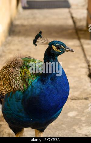 Nahaufnahme eines männlichen indischen Peafowl (Peacock, Pavo cristatus) mit schillerndem blauem und grünem Gefieder Stockfoto