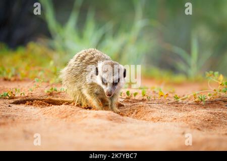 Erdmännchenbucht (Suricata suricatta) gräbt nach Nahrung. Kgalagadi Transfrontier Park, Kalahari, Südafrika Stockfoto