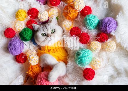 Eine entzückende weiße Katze liegt in einem gelben Strickpullover, auf einer flauschigen Decke mit buntem Garn. Stockfoto