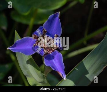 Nahaufnahme von oben der schönen hellblauen Wanderiris neomarica caerulea Blume, die im Freien auf natürlichem dunklen Hintergrund blüht Stockfoto