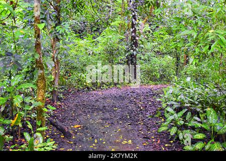 Wasserfall Jaco Costa Rica, Trail Views, Catarastas Valle Encantado - versteckter Wasserfall umgeben von grünen Bäumen im Dschungel. Mittelamerika. Stockfoto