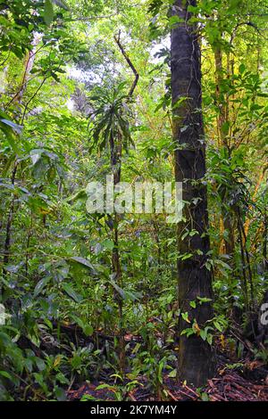 Wasserfall Jaco Costa Rica, Trail Views, Catarastas Valle Encantado - versteckter Wasserfall umgeben von grünen Bäumen im Dschungel. Mittelamerika. Stockfoto