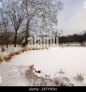 Ein Sycamore-Baum steht auf einer Kurve im DuPage River im Hammel Woods Forest Preserve im Winter, will County, Illinois Stockfoto