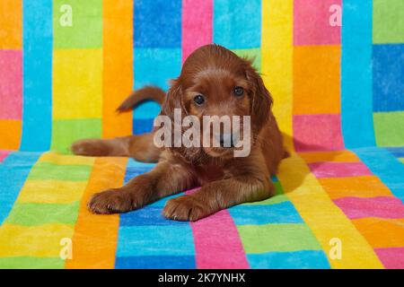 Braun liebenswert Irish Setter Welpen. Foto-Shooting auf einem bunten Hintergrund. Stockfoto