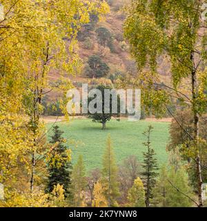 Ein vollständig grüner Laubbaum auf dem Feld, umgeben von den herbstlichen Farben von Bäumen wie Silberbirke, die sich bereits verändert haben - Schottland, Großbritannien Stockfoto