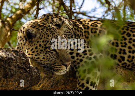 Leopard faulenzt im Baum Stockfoto