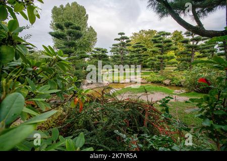 Toller Blick auf den japanischen Garten mit roten Beeren von Cotoneaster horizontal und Pinien (topiary) in der Ferne - Sonnenuntergang Zeit im Nordpark in Düsseldorf Stockfoto