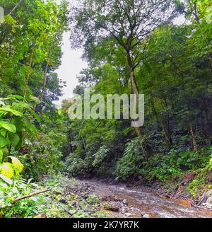 Wasserfall Jaco Costa Rica, Trail Views, Catarastas Valle Encantado - versteckter Wasserfall umgeben von grünen Bäumen im Dschungel. Mittelamerika. Stockfoto