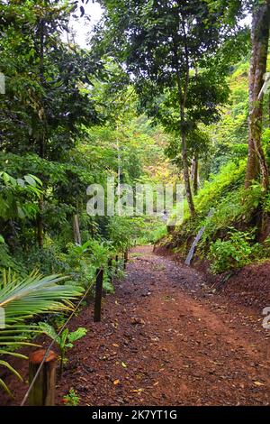 Wasserfall Jaco Costa Rica, Trail Views, Catarastas Valle Encantado - versteckter Wasserfall umgeben von grünen Bäumen im Dschungel. Mittelamerika. Stockfoto