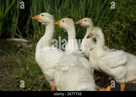 Gänseküken auf dem Teich. Weiße Vögel. Gänsehaut. Das Leben auf dem Land. Niedliche Küken. Stockfoto