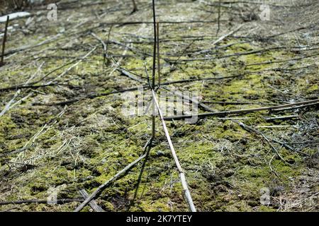 Sumpfgräser in Wäldern. Frühlingspflanzen. Struktur der bewaldeten Fläche. Trockene Stängel. Stockfoto