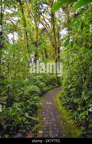 Wasserfall Jaco Costa Rica, Trail Views, Catarastas Valle Encantado - versteckter Wasserfall umgeben von grünen Bäumen im Dschungel. Mittelamerika. Stockfoto