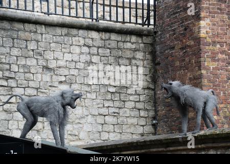 Knurrende Pavian-Skulpturen, Teil einer Ausstellung im Tower of London, die Tiere zeigen, die vor der Sammlung im Palast untergebracht waren Stockfoto