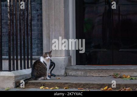 Westminster, London, Großbritannien. 19.. Oktober 2022. Larry the Cat sitzt auf der Stufe der Downing Street Nummer 10, nach einem weiteren Tag voller Turbulenzen in der Welt der britischen Politik. Quelle: Maureen McLean/Alamy Live News Stockfoto