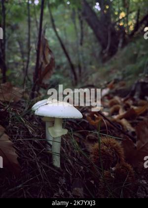 Holz Pilze Stockfoto