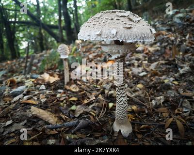 Holz Pilze Stockfoto