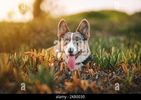 Fröhlicher kleiner welsh Corgi Hund, der bei Sonnenuntergang auf dem Boden liegt. Stockfoto