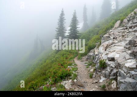 WA22428-00...WASHINGTON - Ein nebliger Tag entlang des Boundary Trail unterhalb des Mount Margaret im Mount St. Helens National Volcanic Monument. Stockfoto