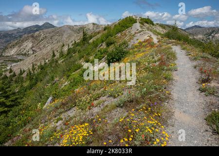 WA22435-00...WASHINGTON - farbenfrohe Wildblumen wachsen an felsigen Abhängen in der Sprengzone des Mount St. Helens 1980. (Ansicht von Trail 216D) Stockfoto